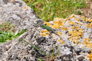 Lizard in Paestum